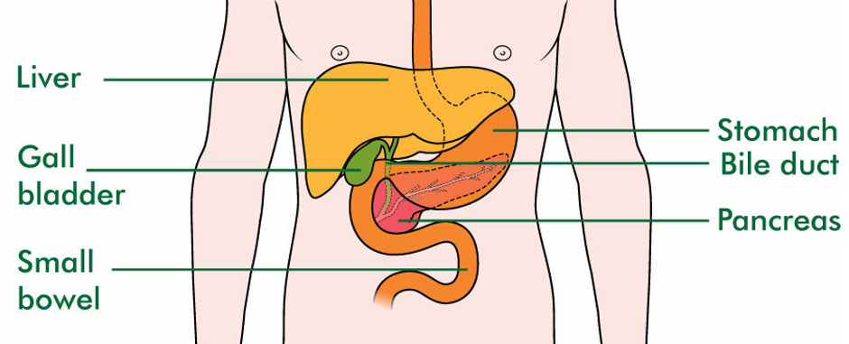 bile duct diagram