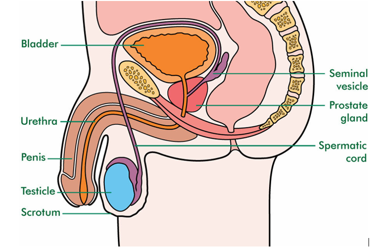 Diagram showing the male internal anatomy